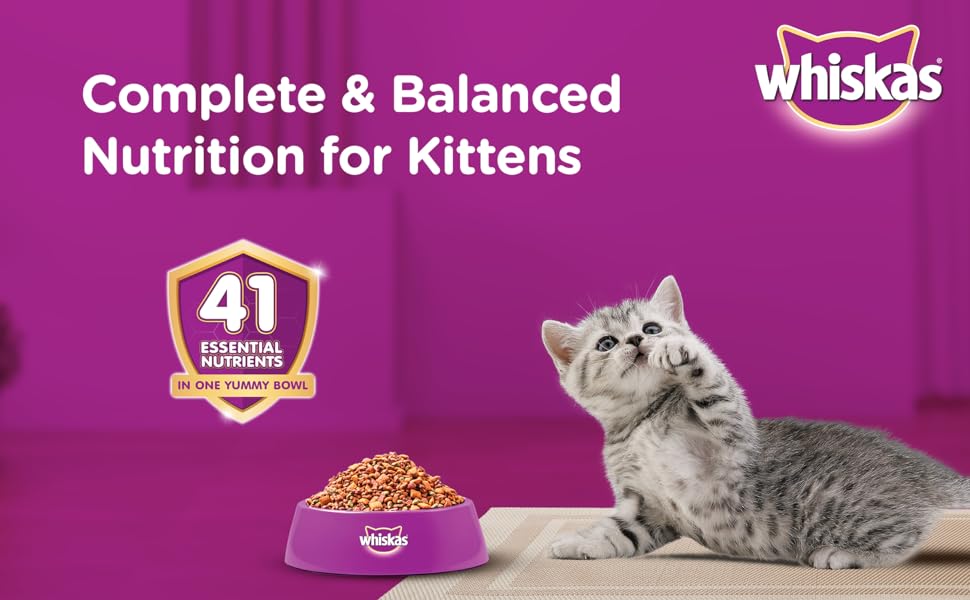 Cat food for kitten