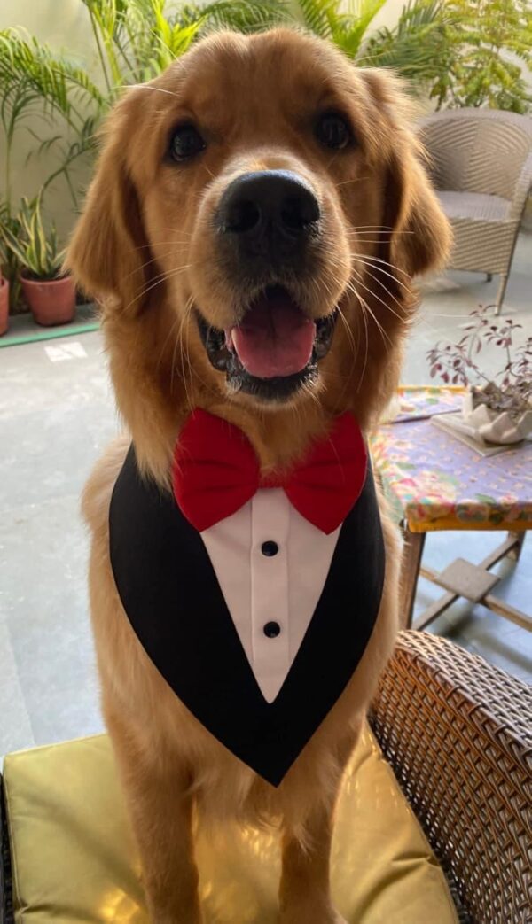 Dog-O-Bow Tuxedo Bandana for Dogs (L, Black)