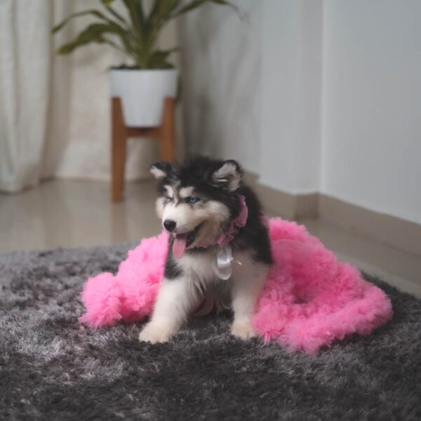Puptail Dog Dress with Lovely Dog Bandana Dog Cloths for Medium Dogs and Large Dogs Like Shish tzu, Labrador, Golden Retriever, Pug and Cat Cloths. (M, Pink)