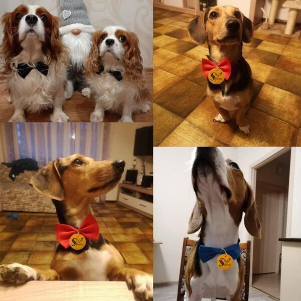 Sage Square Jumbo Size Adjustable Fashion Party, Function, Costume Neck Bow Tie Necktie + Red Harness Leash Set – Comfortable & Stylish Pet Walking Accessories for Dog & Cat, Comfortable, Stylish