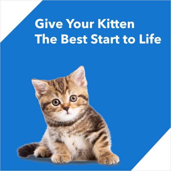 Drools Kitten(1-12 months) Dry Cat Food, Ocean Fish – 4kg (3kg + 1kg Free Food Inside)
