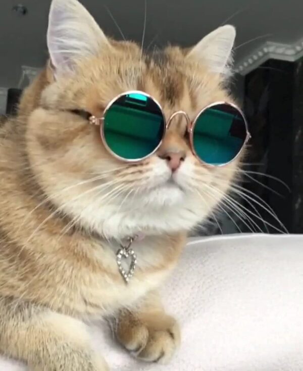 Petlicious & More Punch Face Cats/Small Puppies/Kittens Sunglasses Retro Shape Goggles Muliti Color (Pack of One, Color May Vary)