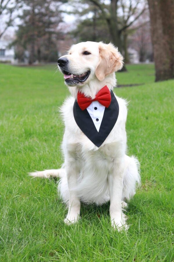 Dog-O-Bow Tuxedo Bandana for Dogs (L, Black)