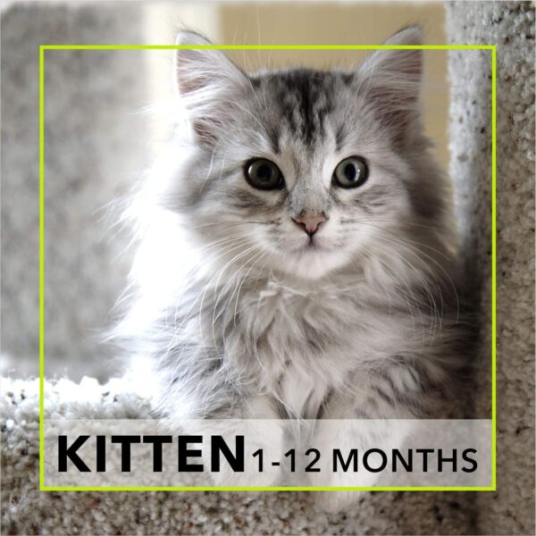 Meat Up Kitten(1-12 months) Dry Cat Food, Ocean Fish, 1.2kg (Buy 1 Get 1 Free)