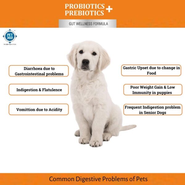 PET360 PROBIOTICS + PREBIOTICS Gut Wellness Formula for Dogs & Cats | Probiotic Supplement | Prevents Diarrhea & Indigestion | Cat & Dog Gut Health Supplement for Improved Immunity – 20 Sachets