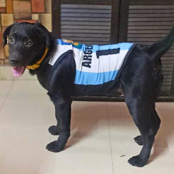 Lulala Pet Shirts Argentina Printed Clothes with Summer Pet T Shirts Cool Puppy Shirts Breathable Pet Outfit Soft Pet Sweatshirt for Pet Pets Cats (Blue-White, 26 INCH)