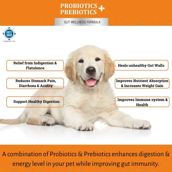 PET360 PROBIOTICS + PREBIOTICS Gut Wellness Formula for Dogs & Cats | Probiotic Supplement | Prevents Diarrhea & Indigestion | Cat & Dog Gut Health Supplement for Improved Immunity – 20 Sachets