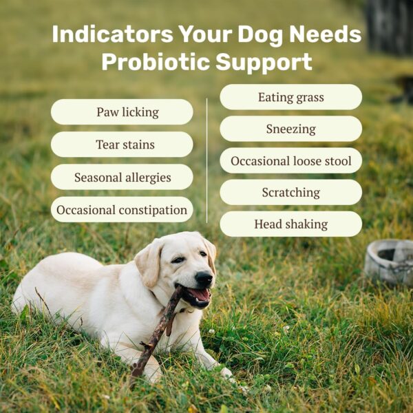 Absolut Pet Dog Supplement for Gut Health, Probiotics for Dogs That Reduces Scratching & Paw-Licking (60 Chews)