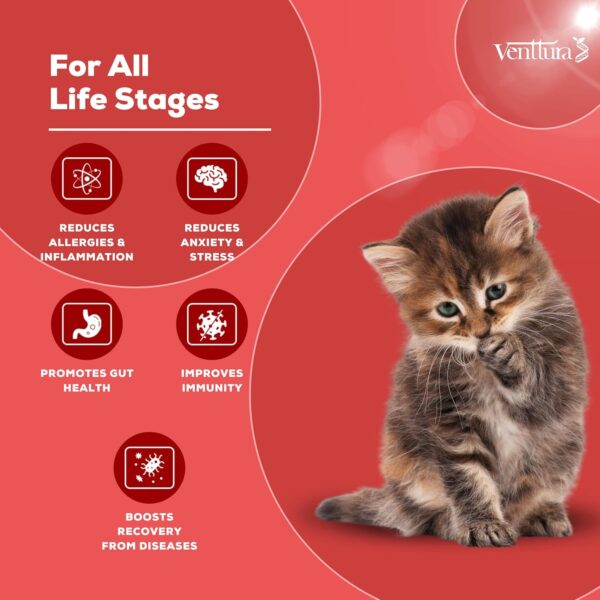 Venttura immuno+ Cat Immunity Booster & Calming Supplement for Cats | Supplement for Better Health & Strength | immuno+ Cat (100 ml Suspension)