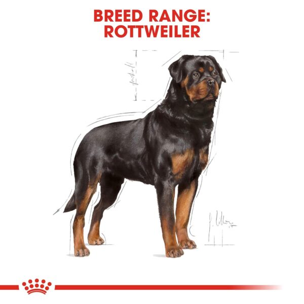 Royal Canin Rottweiler Adult 3 kg 8