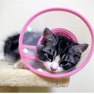 Pets Empire Pet Plastic Clear Cone Recovery E-Collar with Dots Design Soft Edge for Small Dogs & Cats (Pink)
