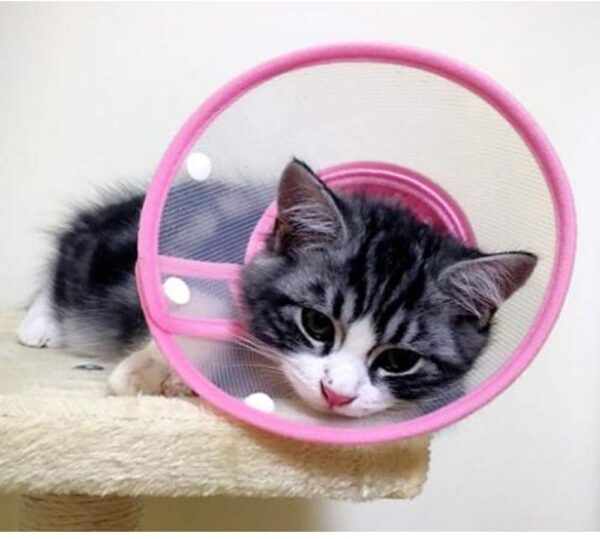 Pets Empire Pet Plastic Clear Cone Recovery E-Collar with Dots Design Soft Edge for Small Dogs & Cats (Pink)
