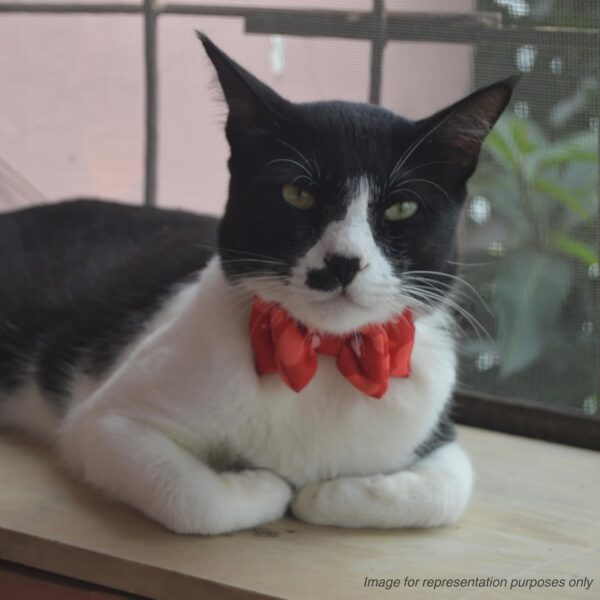 All For Fur Cat & Puppy Bow Tie (XS) | Adjustable Collar Strap | D-Ring for Leash Attachment | Bowtie with Collar | Luxury Dog Accessories | Bow for Cats & Pups | Money Mafia