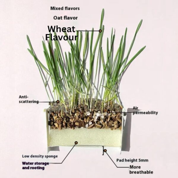 Foodie Puppies Organic Cat Grass – Grow Fresh & Healthy Cat Grass Plants at Home | Chemical-Free for Indoor Cats, Promoting Digestion & Overall Health | Supports Oral Health | Calms & Soothes