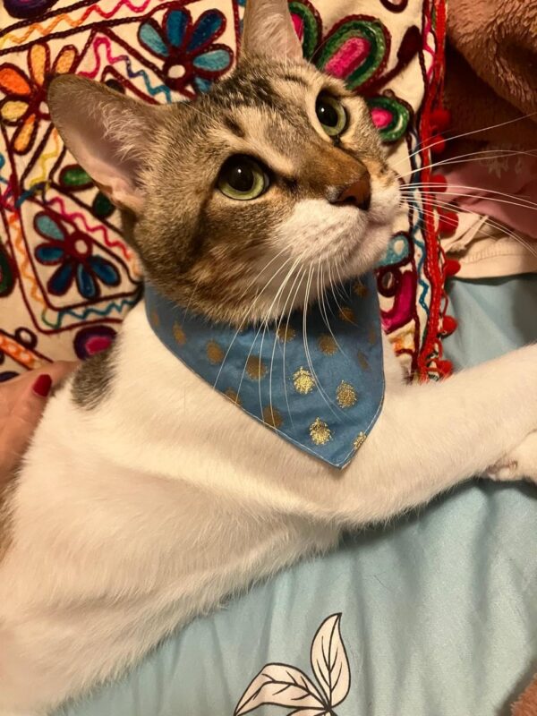 All For Fur Cat & Puppy Bandana | Adjustable Velcro Closure | Adjustable Cotton Bandana/Scarf | Luxury Dog & Cat Accessories | Bandana/Scarf for Cats & Puppies (XS) | Ethnic Blue