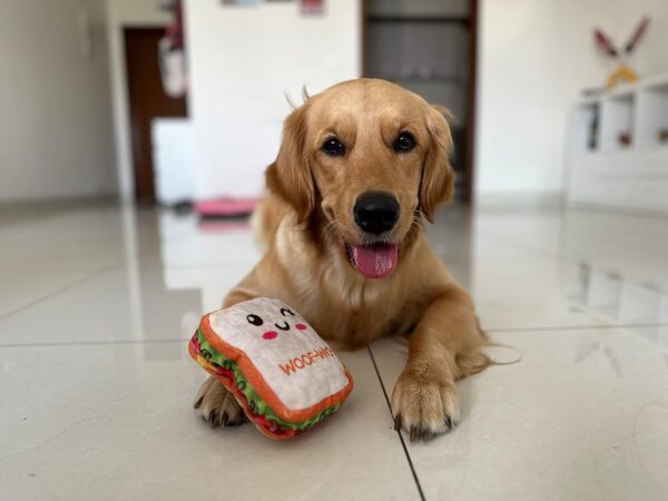 Goofy Tails Food Buddies Sandwich Plush Toy for Dogs and Puppies | Crinkle, Squeaky, Soft Pet Toy