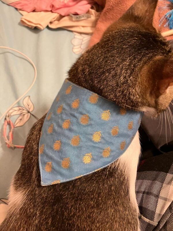 All For Fur Cat & Puppy Bandana | Adjustable Velcro Closure | Adjustable Cotton Bandana/Scarf | Luxury Dog & Cat Accessories | Bandana/Scarf for Cats & Puppies (XS) | Ethnic Blue