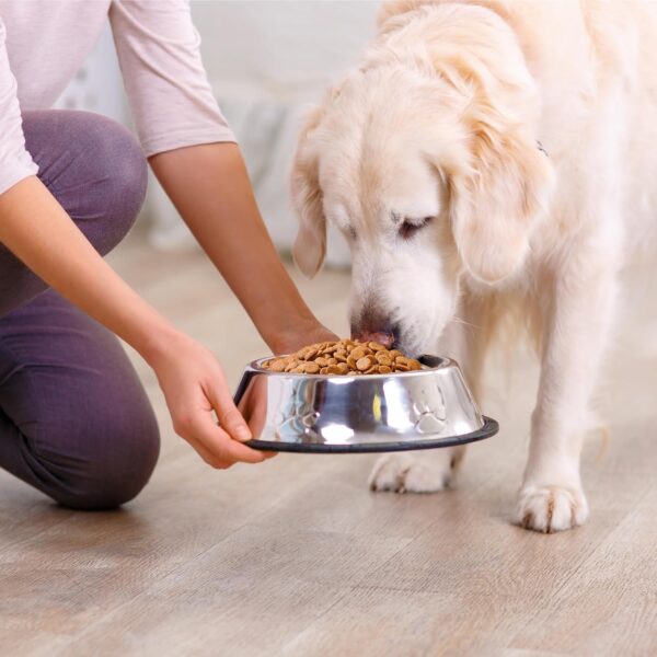 Amazon Basics Dry Dog Food | 1 Kg Trial Pack| Chicken & Rice | with Real Chicken Meat | Kibble for Adult Dogs | Packed with Protein | Suitable for All Breeds