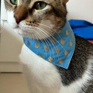 All For Fur Cat & Puppy Bandana | Adjustable Velcro Closure | Adjustable Cotton Bandana/Scarf | Luxury Dog & Cat Accessories | Bandana/Scarf for Cats & Puppies (XS) | Ethnic Blue
