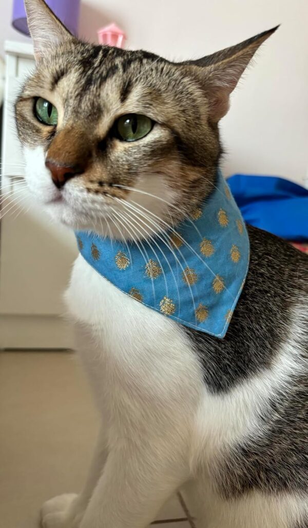 All For Fur Cat & Puppy Bandana | Adjustable Velcro Closure | Adjustable Cotton Bandana/Scarf | Luxury Dog & Cat Accessories | Bandana/Scarf for Cats & Puppies (XS) | Ethnic Blue