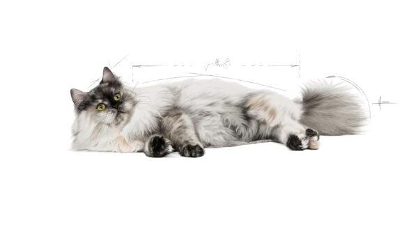 Royal Canin Skin & Hair Care for Adult Cats, 400 Grams, Dry Food with Added Amino Acids, Vitamins, and Omega 3 and 6, Supports Healthy Skin and Shiny Coat, Proven Results in 21 Days