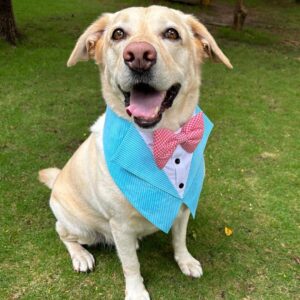 DOG-O-BOW Cotton Aqua Stripe Tuxedo Vest Bandana (Xl,Blue,Dogs,1 Count)