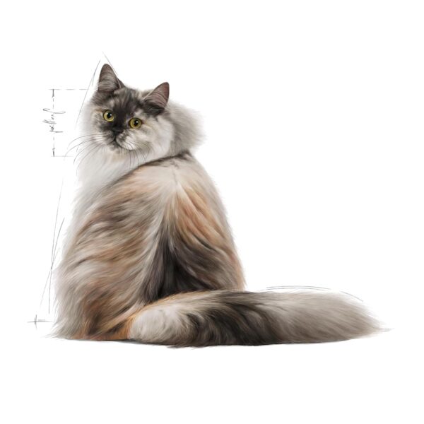 Royal Canin Skin & Hair Care for Adult Cats, 400 Grams, Dry Food with Added Amino Acids, Vitamins, and Omega 3 and 6, Supports Healthy Skin and Shiny Coat, Proven Results in 21 Days